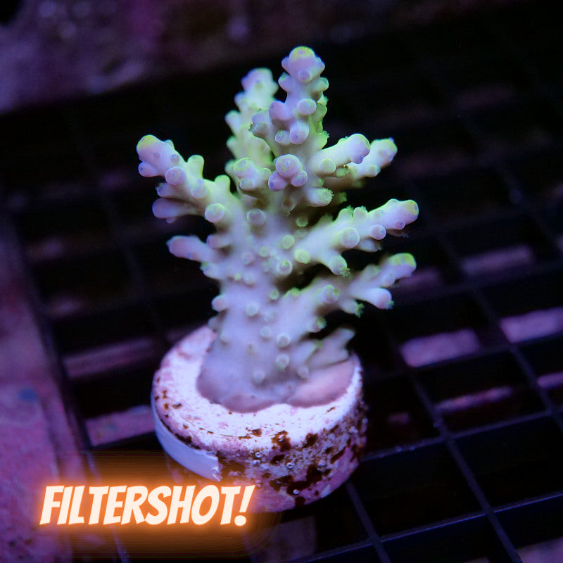 Acropora austera - SciReef Twin - Grade 2