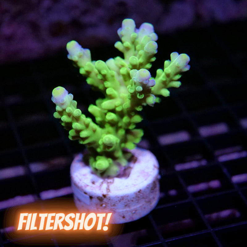 Acropora austera - SciReef Twin - Grade 2