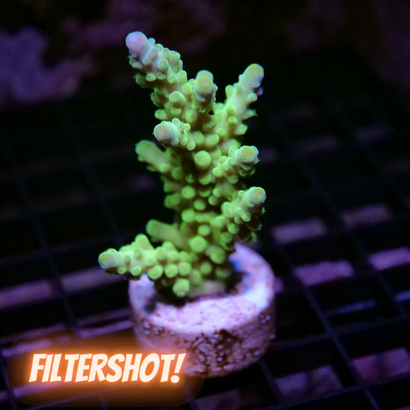 Acropora austera - SciReef Twin - Grade 2