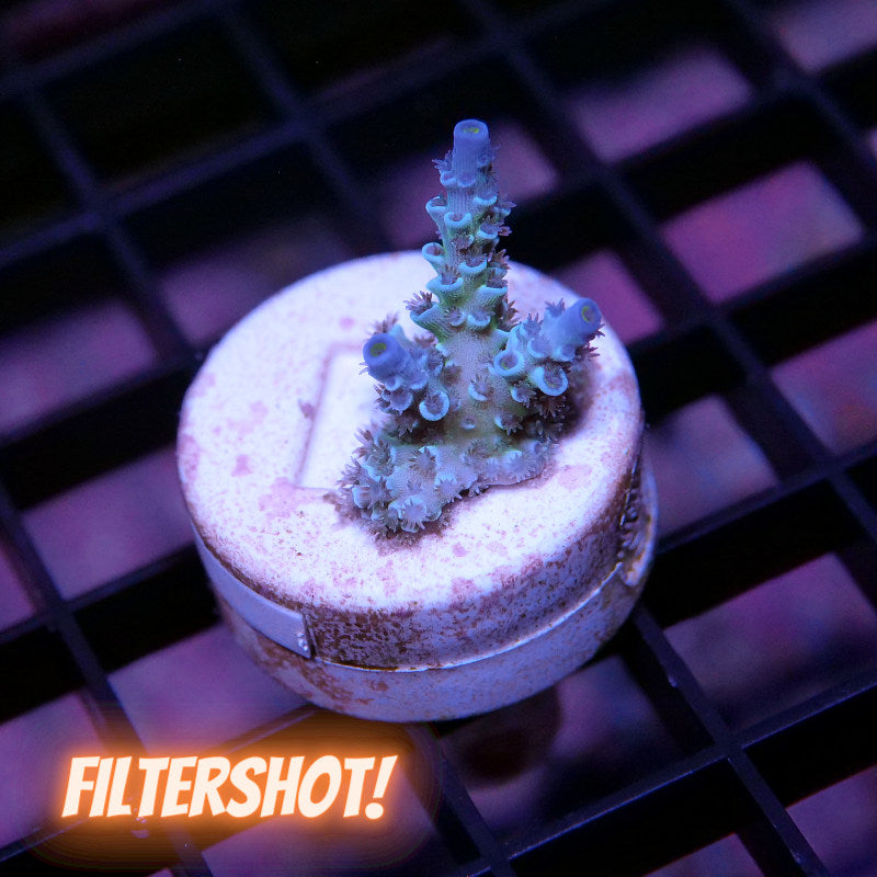 Acropora kenti - SciReef Twin - Grade 2