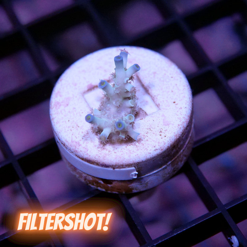 Acropora kenti - SciReef Twin - Grade 2