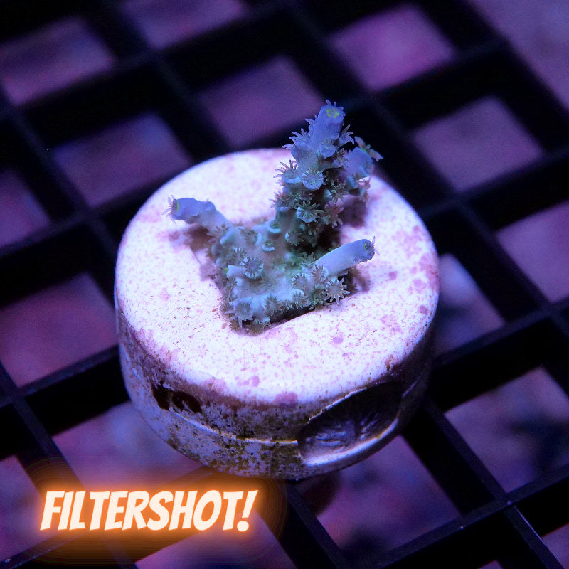 Acropora kenti - SciReef Twin - Grade 2