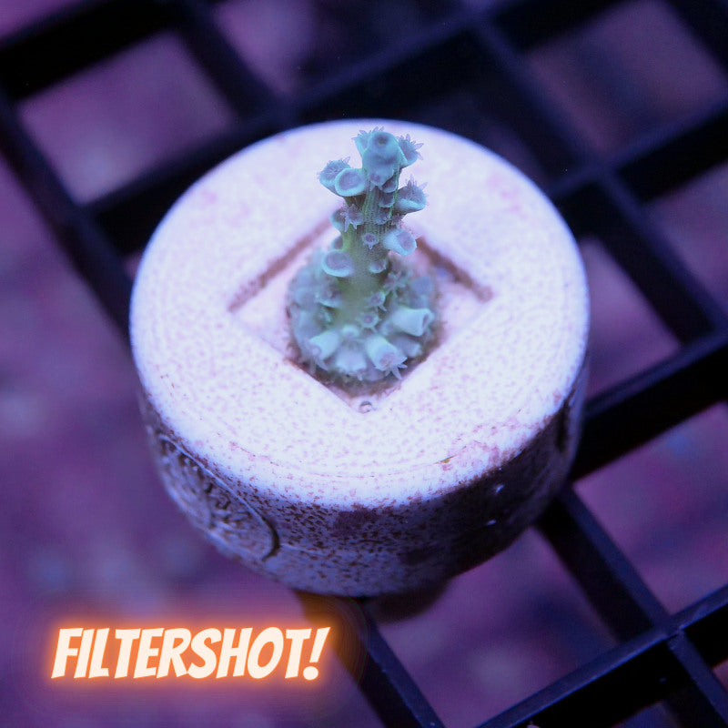 Acropora kenti - SciReef Twin - Grade 1