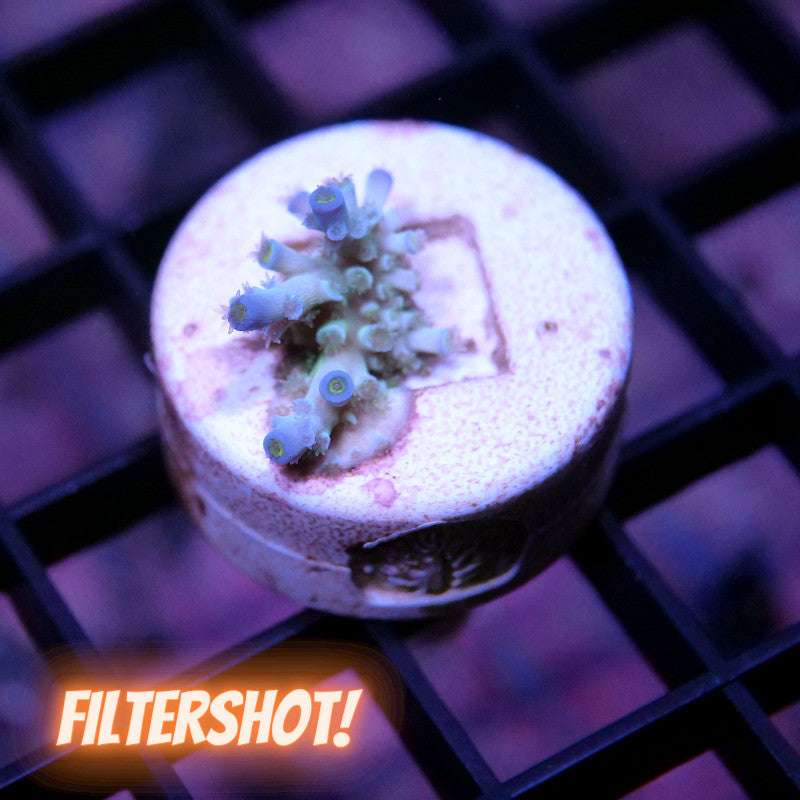 Acropora kenti - SciReef Twin - Grade 2