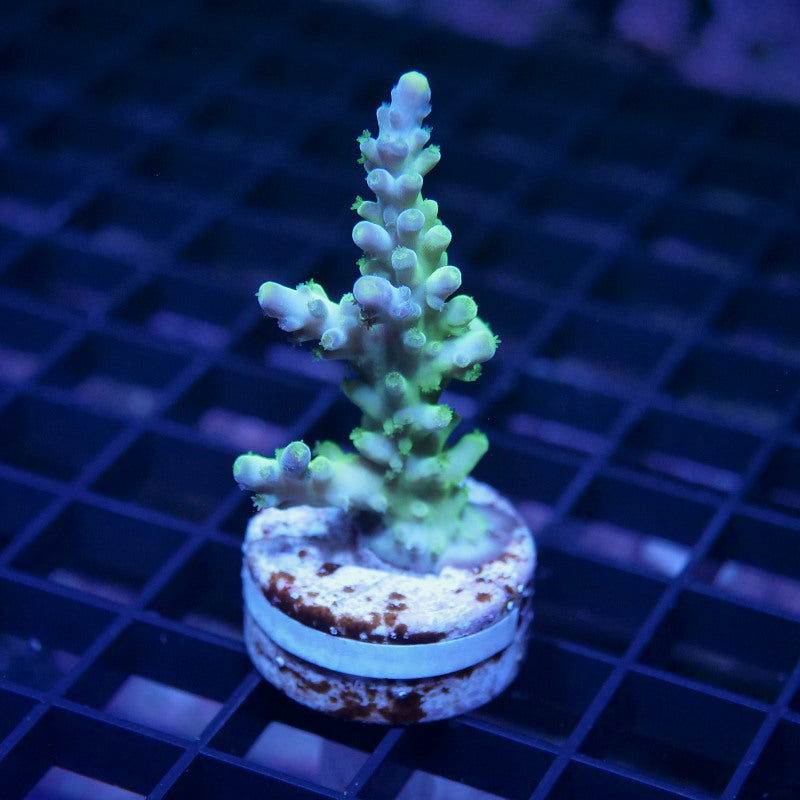 Acropora austera - SciReef Twin - Grade 1