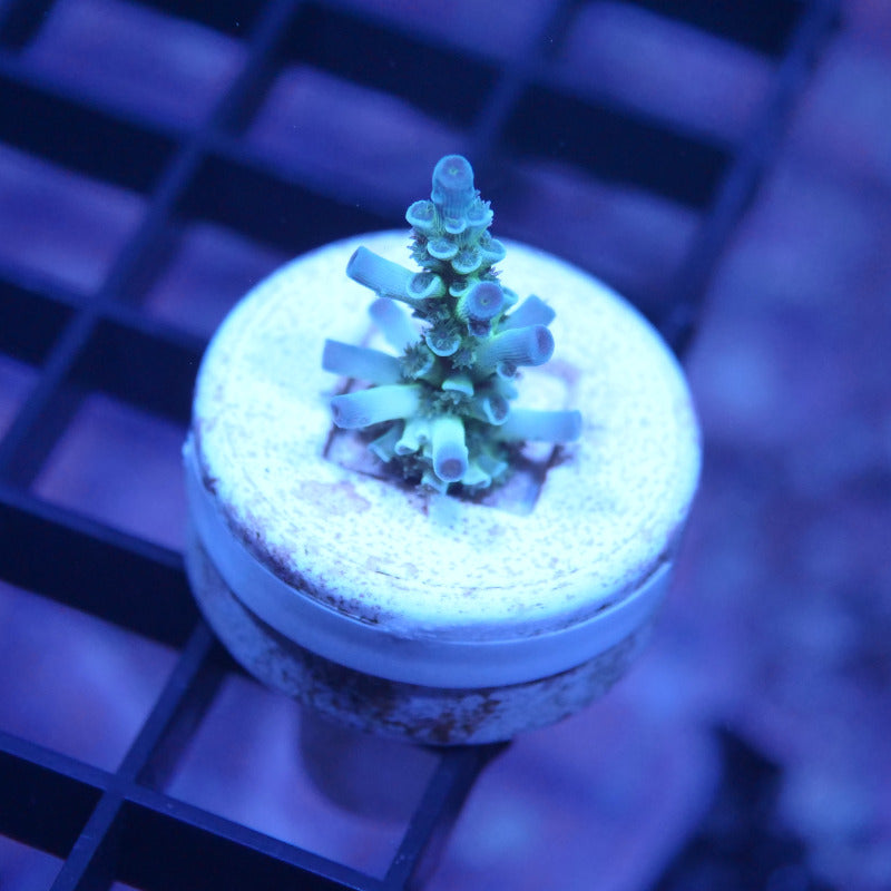Acropora kenti - SciReef Twin - Grade 1
