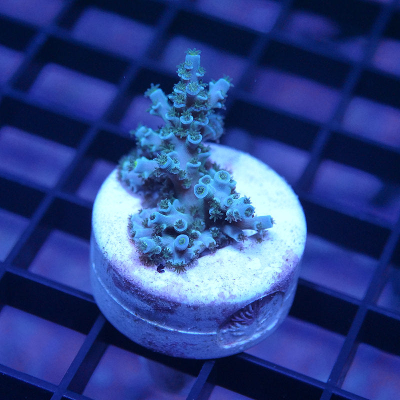 Acropora kenti - SciReef Twin - Grade 1