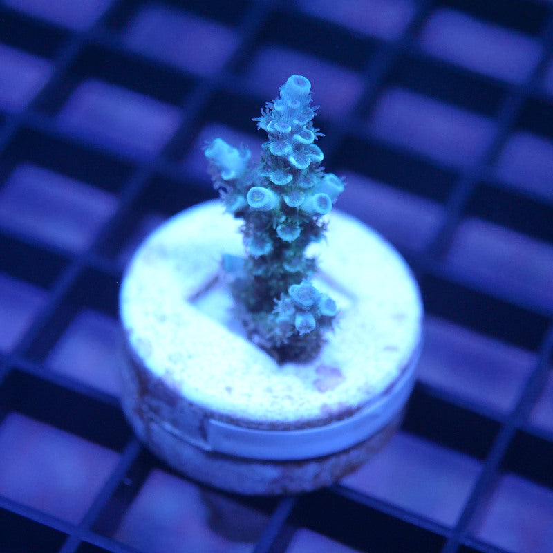 Acropora kenti - SciReef Twin - Grade 1