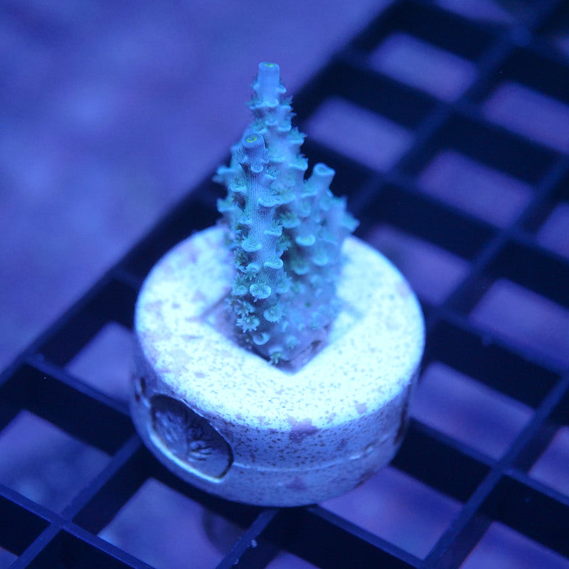 Acropora kenti - SciReef Twin - Grade 1