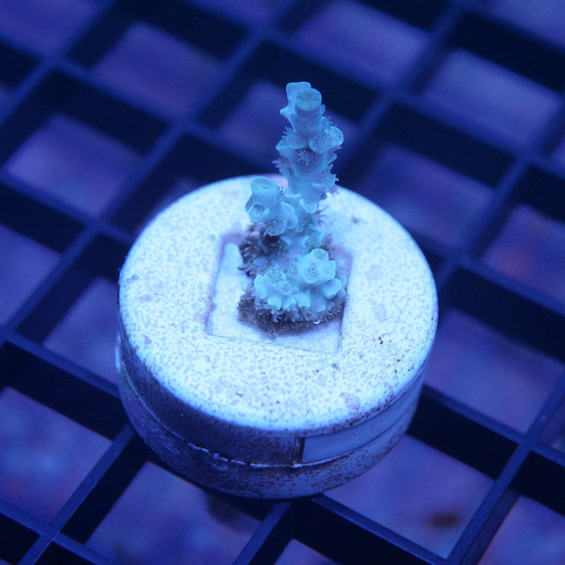 Acropora kenti - SciReef Twin - Grade 1