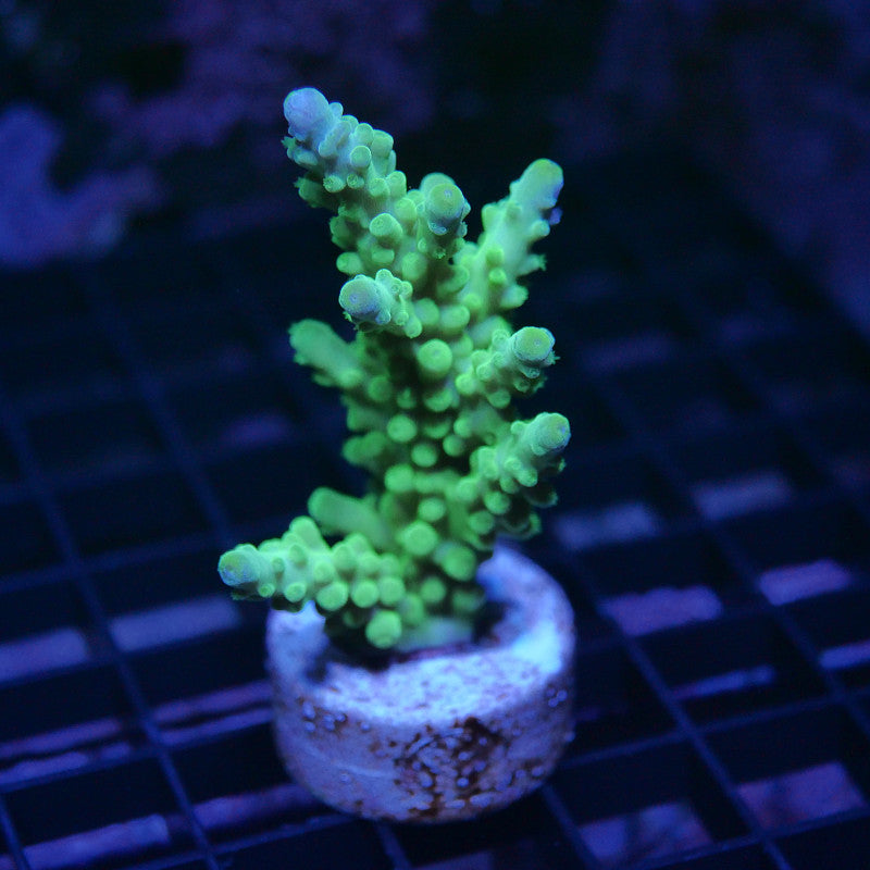 Acropora austera - SciReef Twin - Grade 2