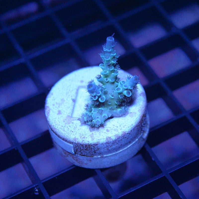 Acropora kenti - SciReef Twin - Grade 2