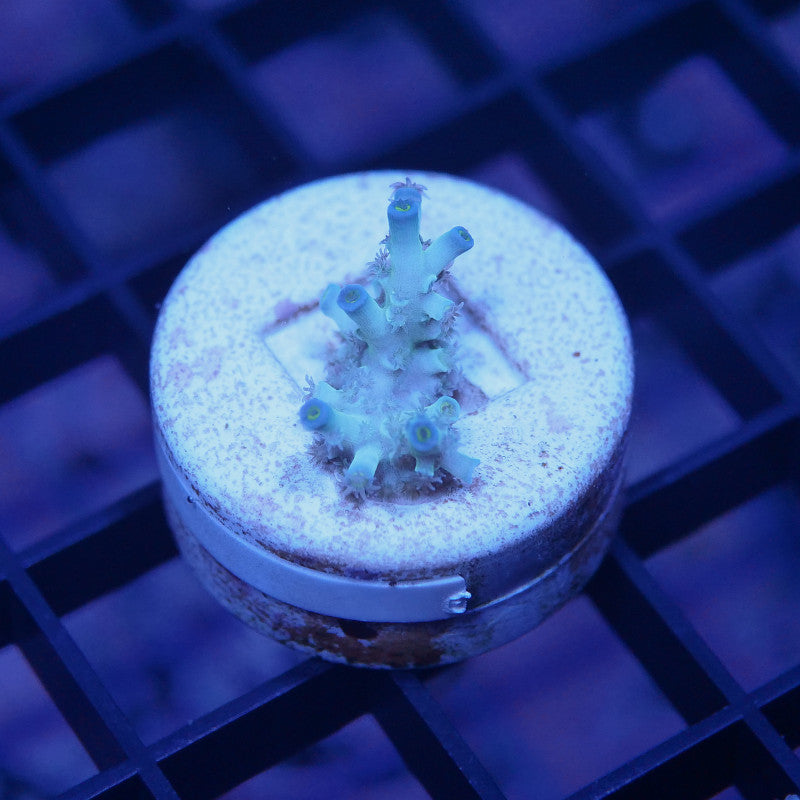 Acropora kenti - SciReef Twin - Grade 2