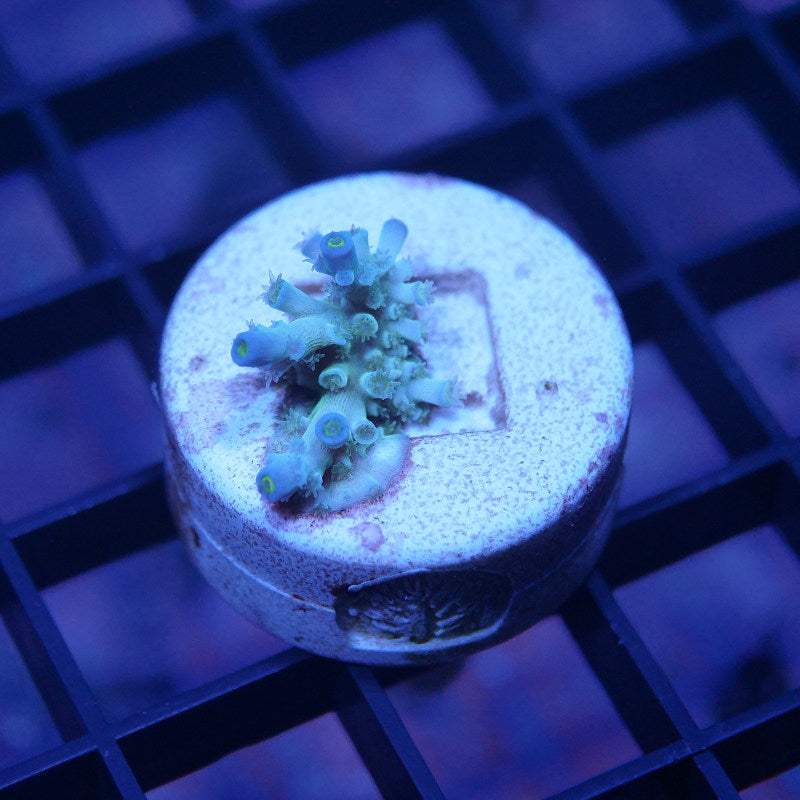 Acropora kenti - SciReef Twin - Grade 2