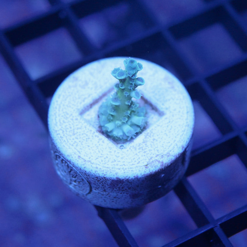 Acropora kenti - SciReef Twin - Grade 1