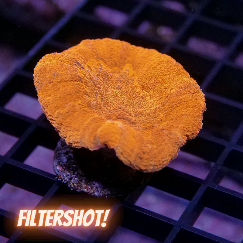 Lobophyllia sp. 'Red'