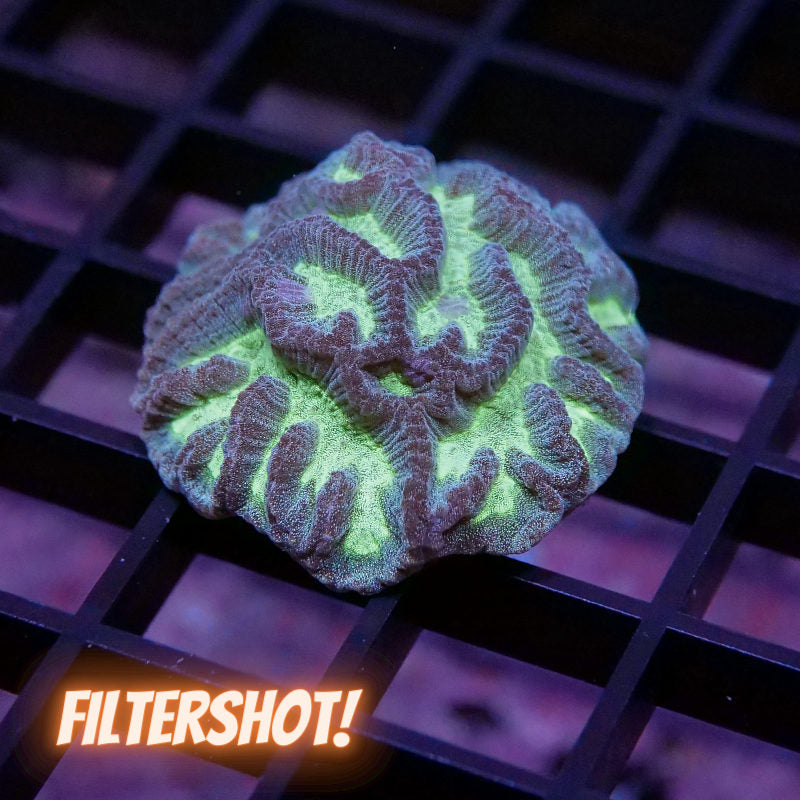 Platygyra sp. 'Green Glow'