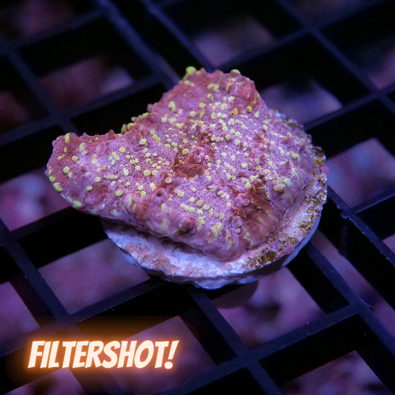 Chalice 'Goldmeister'