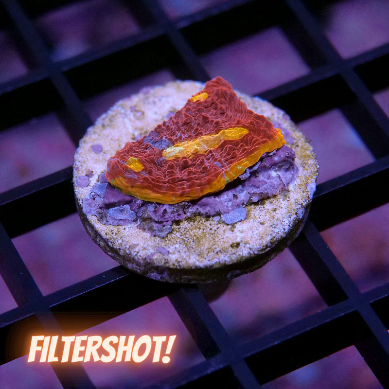 Chalice 'Flaming Bugatti'