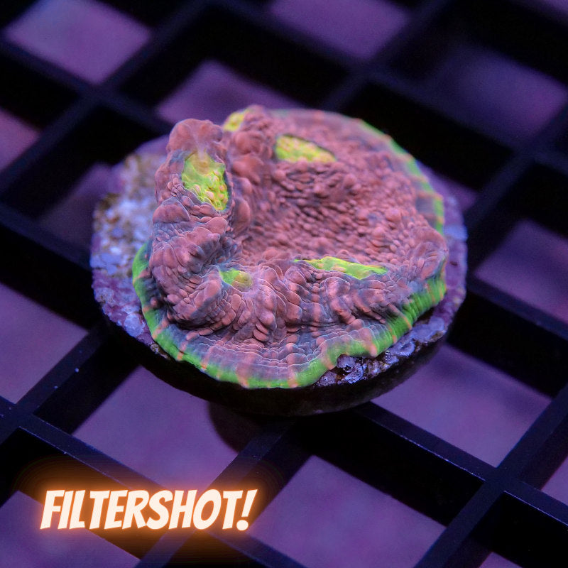 Chalice 'Watermelon'