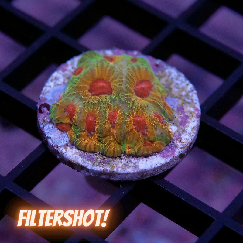 Favia sp. 'Fascination'