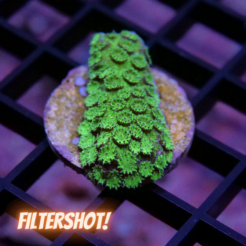 Cyphastrea sp. 'Metallic Green'