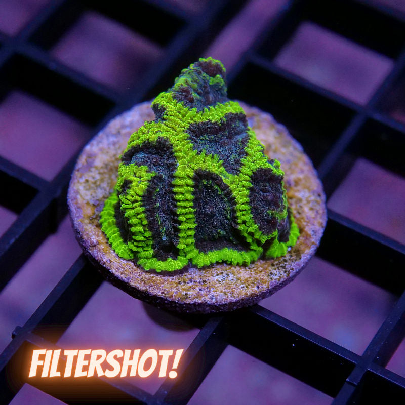 Favia sp. 'Mystic Grape'