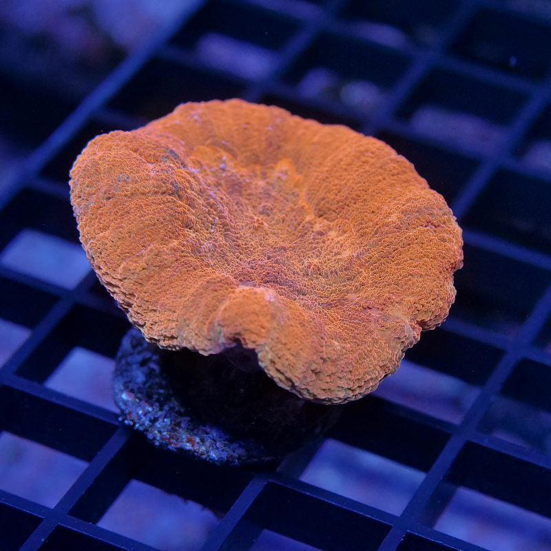 Lobophyllia sp. 'Red'
