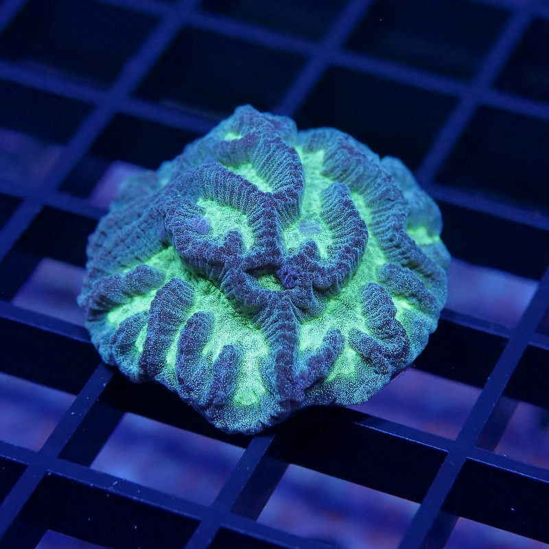 Platygyra sp. 'Green Glow'