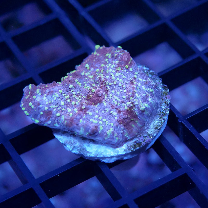 Chalice 'Goldmeister'