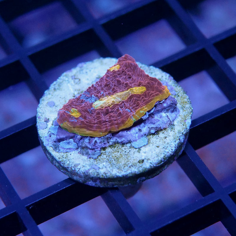 Chalice 'Flaming Bugatti'