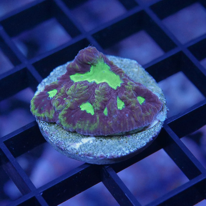 Favia sp. 'God of War'