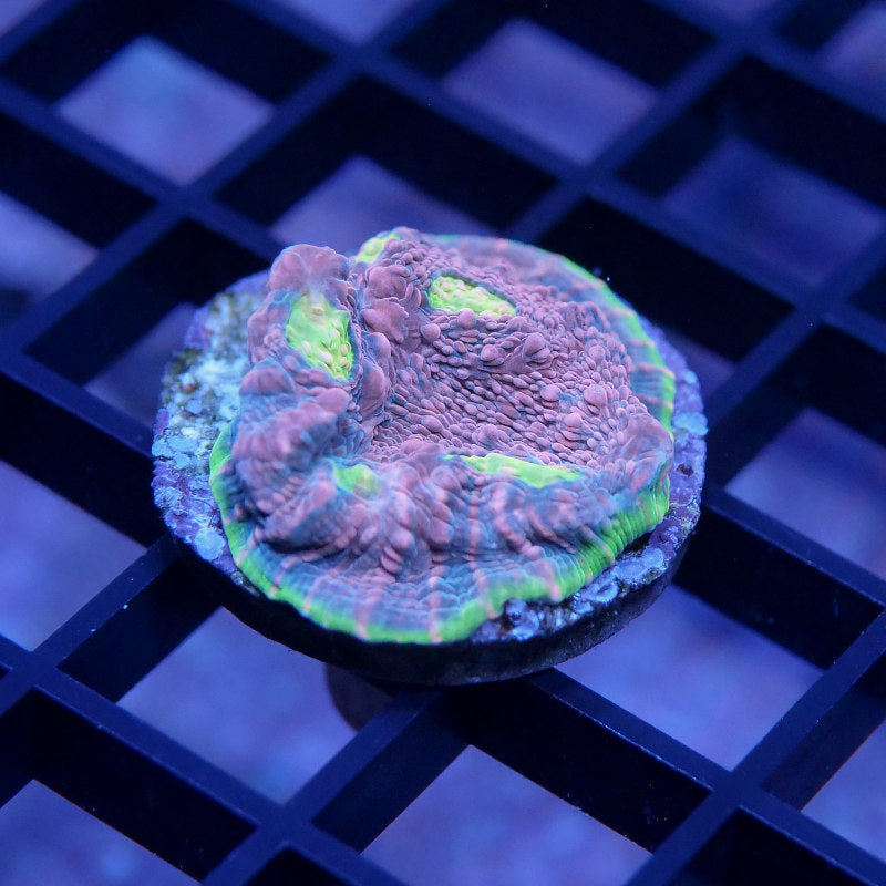 Chalice 'Watermelon'