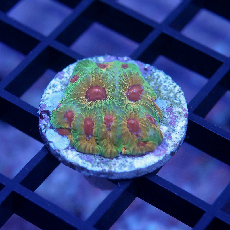 Favia sp. 'Fascination'