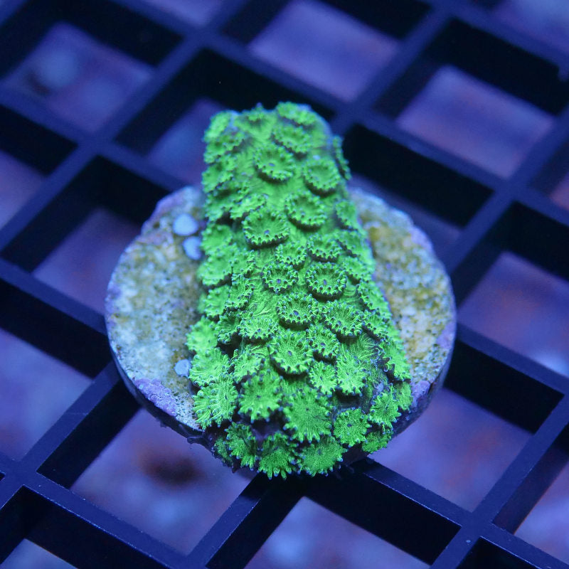 Cyphastrea sp. 'Metallic Green'