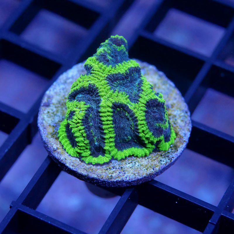 Favia sp. 'Mystic Grape'