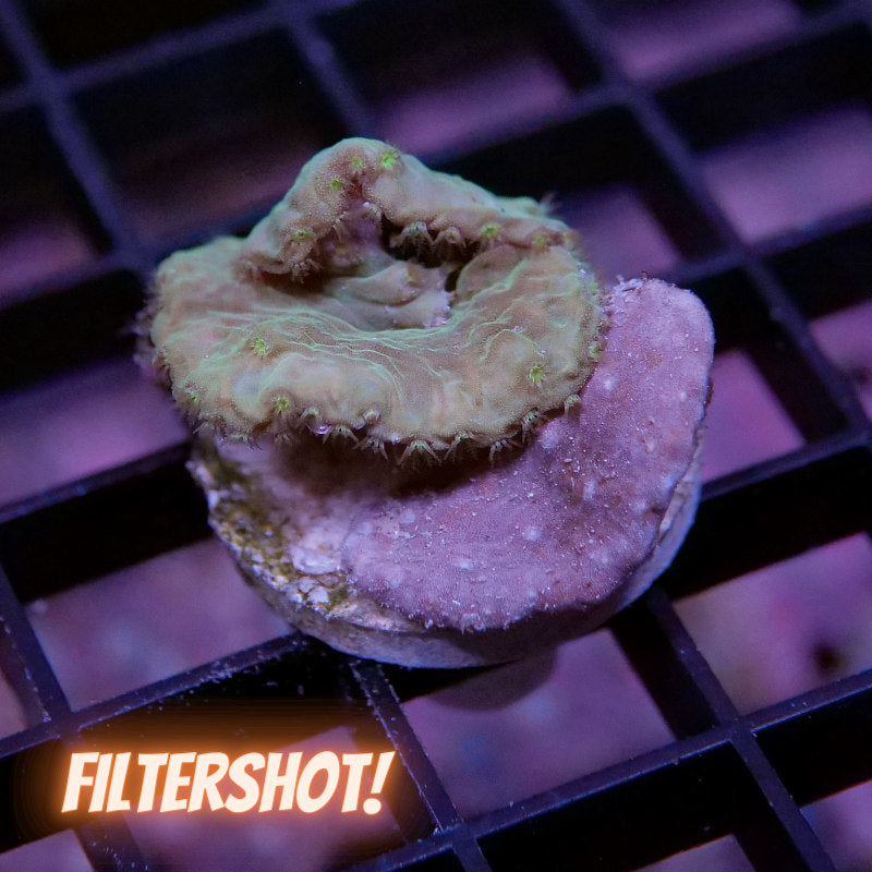 Mix - Sinularia brassica