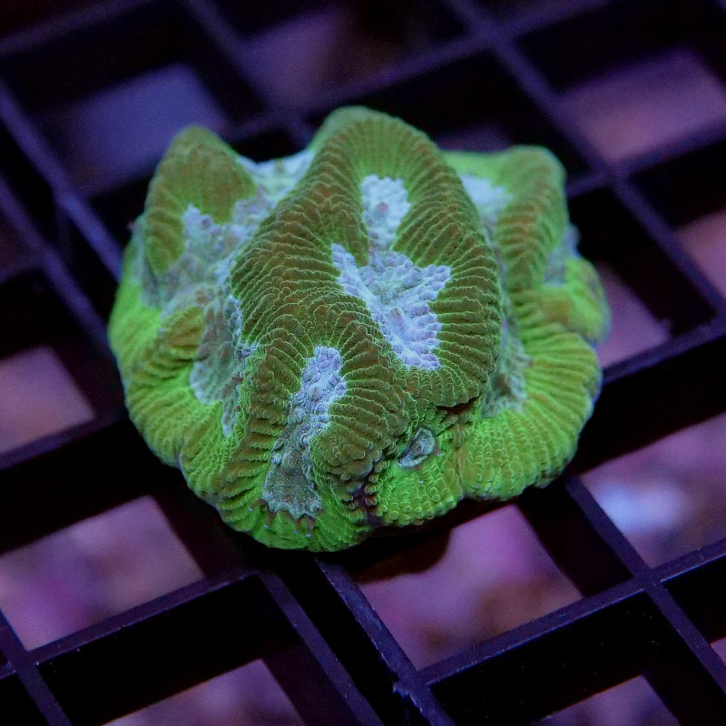 Frag Pack 'Low Budget'