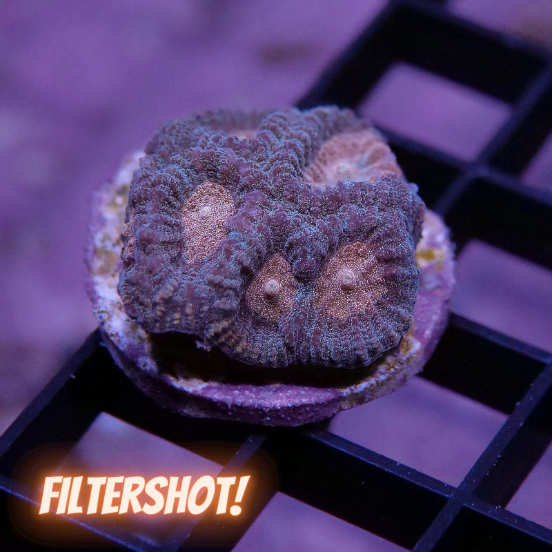 Favia sp. 'Blue & Orange'