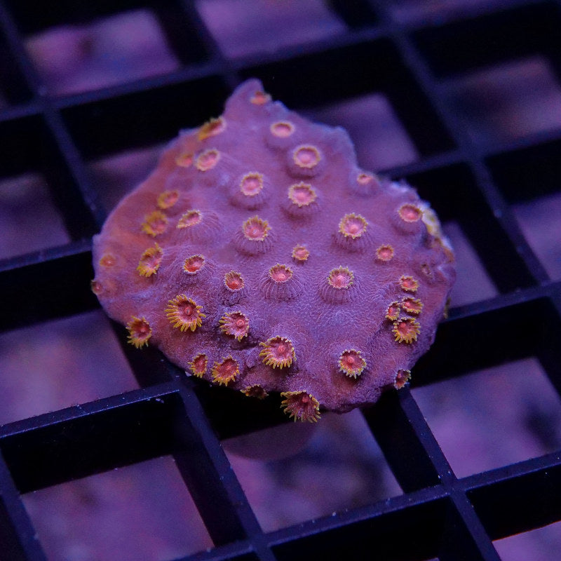 Korallenpaket 'Nano'