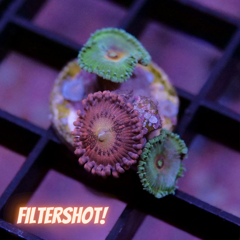 Zoanthus sp. Mix 'Alien Antivenom meets Captain America'