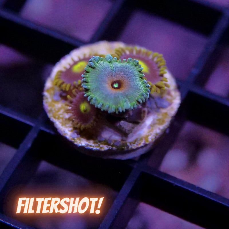 Zoanthus sp. Mix 'Alien Captain America meets Batman'