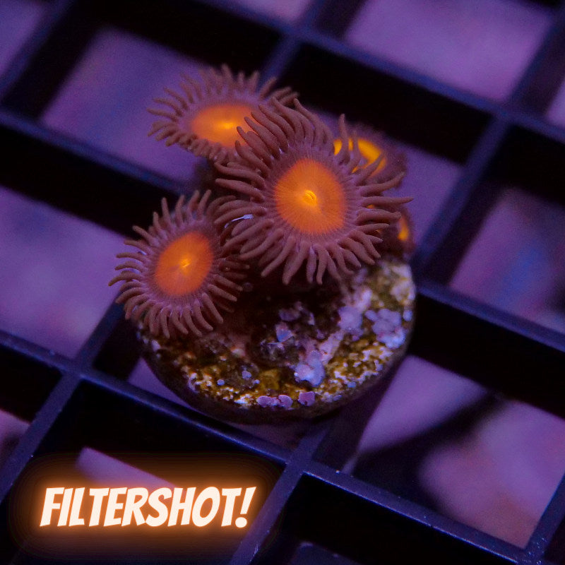 Zoanthus sp. Mix 'Hawaiian Sunset meets Johnny Pumpkin'