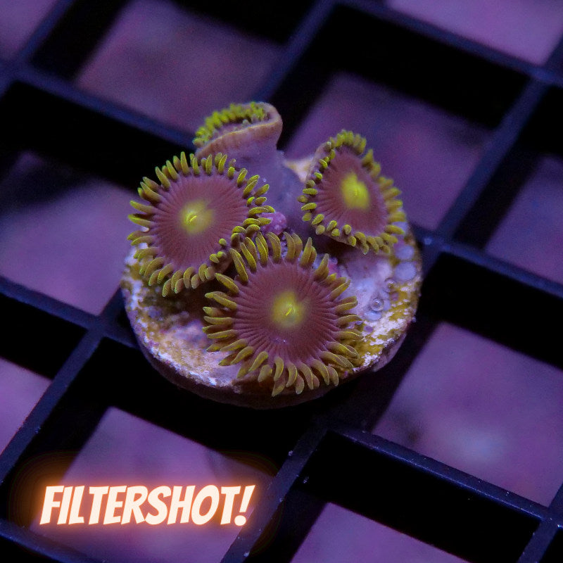 Zoanthus sp. 'Batman'