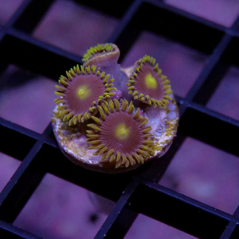 Frag Pack 'Low Budget'