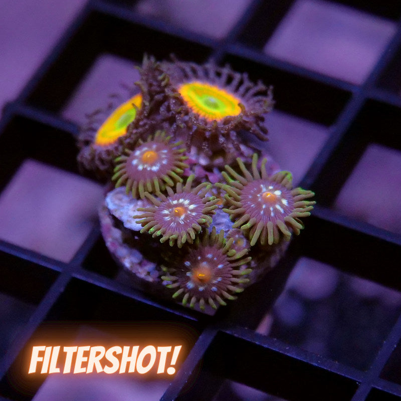 Zoanthus sp. Mix 'Sunny D meets Stargazer'