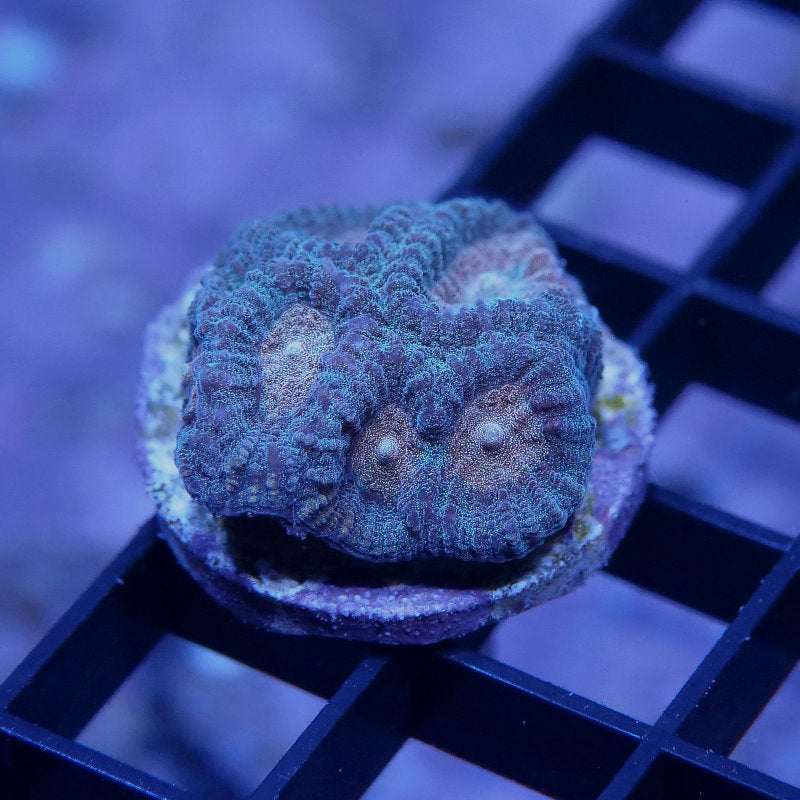 Favia sp. 'Blue & Orange'