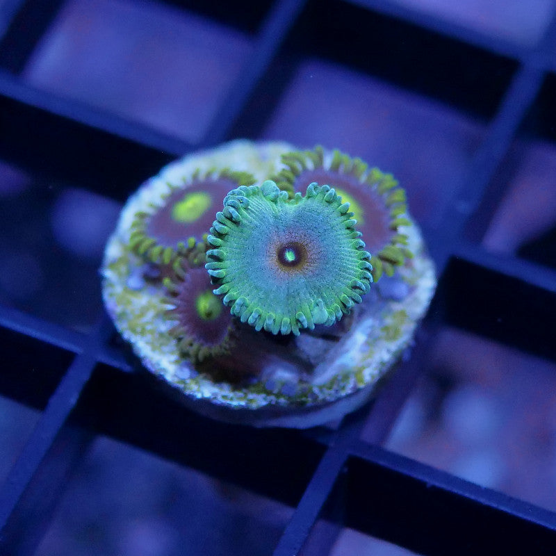 Zoanthus sp. Mix 'Alien Captain America meets Batman'