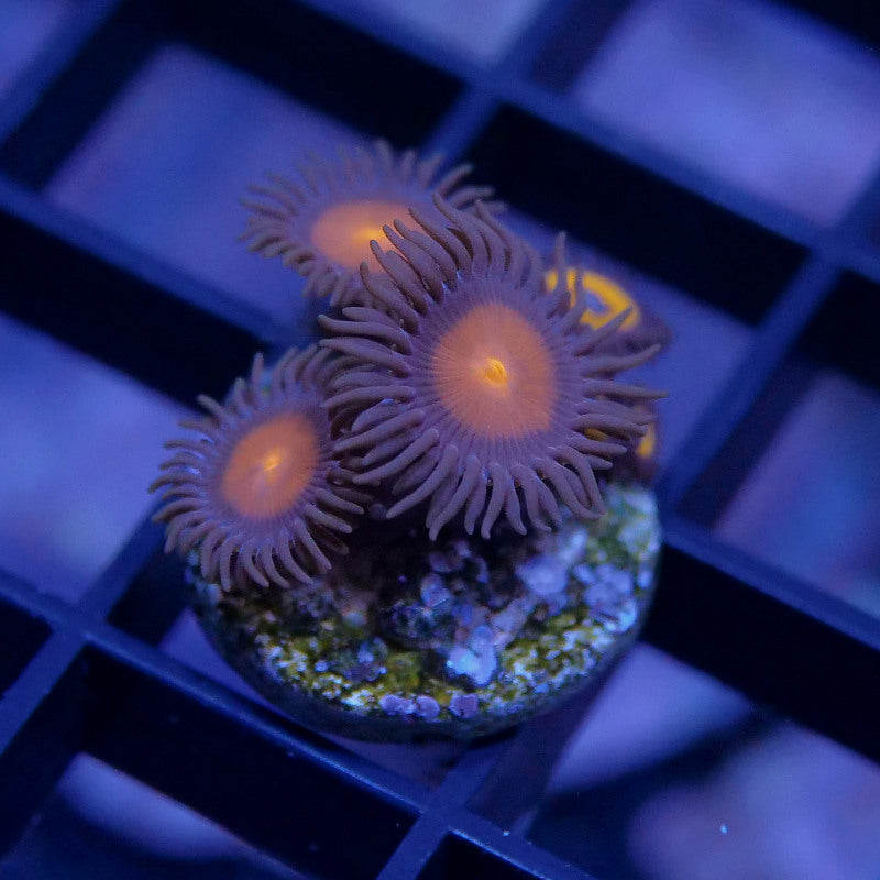 Zoanthus sp. Mix 'Hawaiian Sunset meets Johnny Pumpkin'