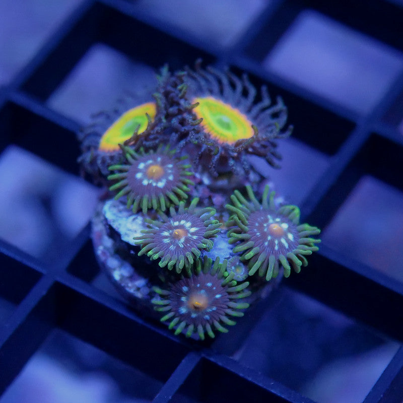 Zoanthus sp. Mix 'Sunny D meets Stargazer'